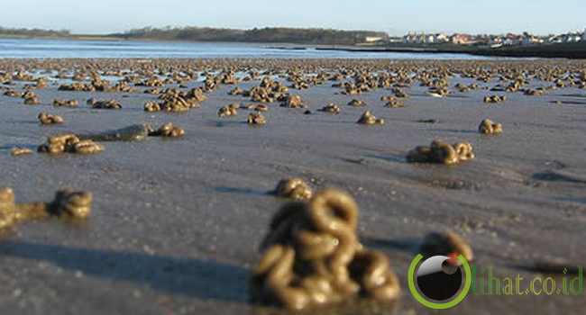 Hujan Cacing di Amerika Hujan Cacing di Amerika