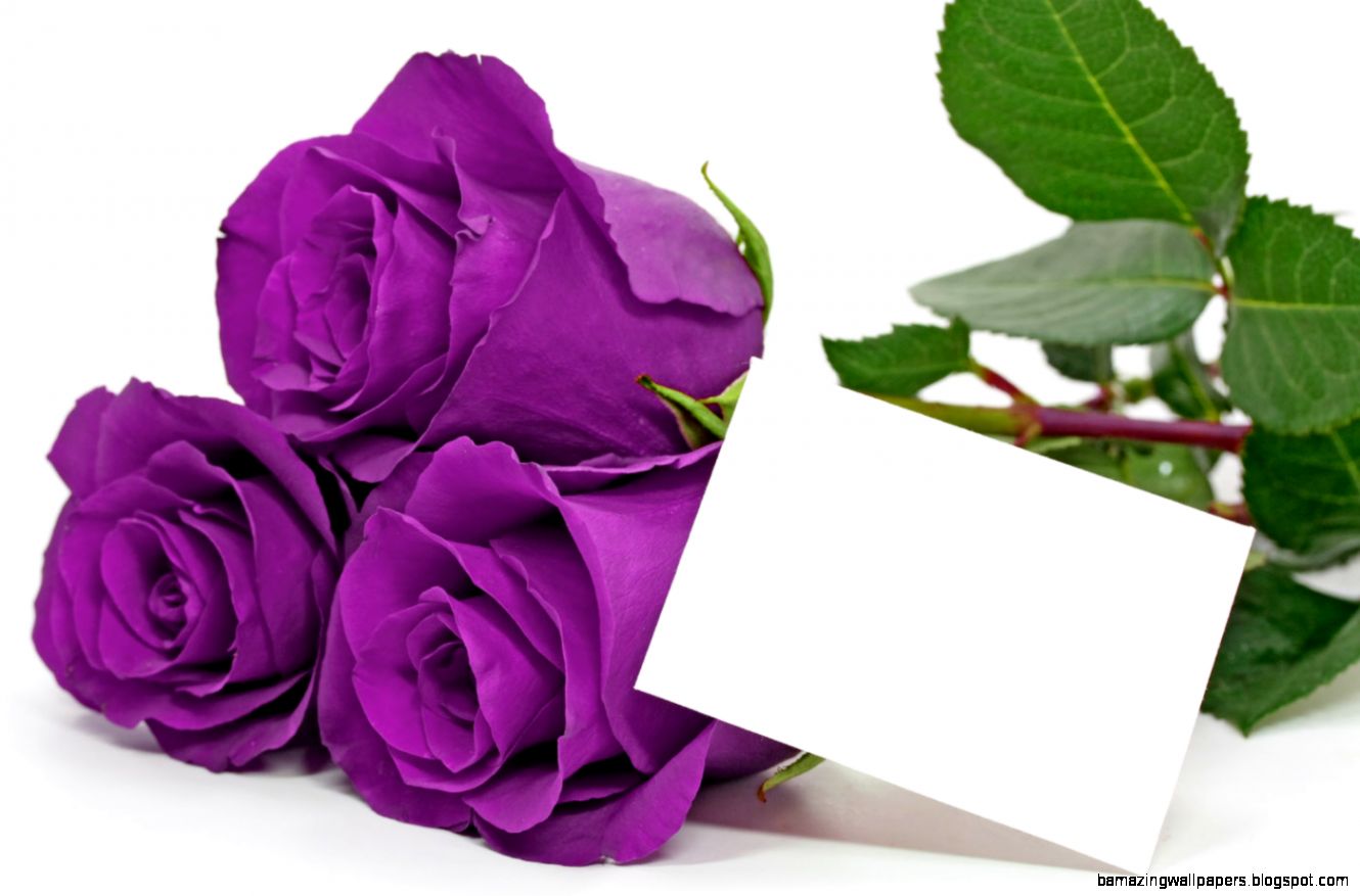 Purple Rose Images Pictures Purple Rose Images Pictures