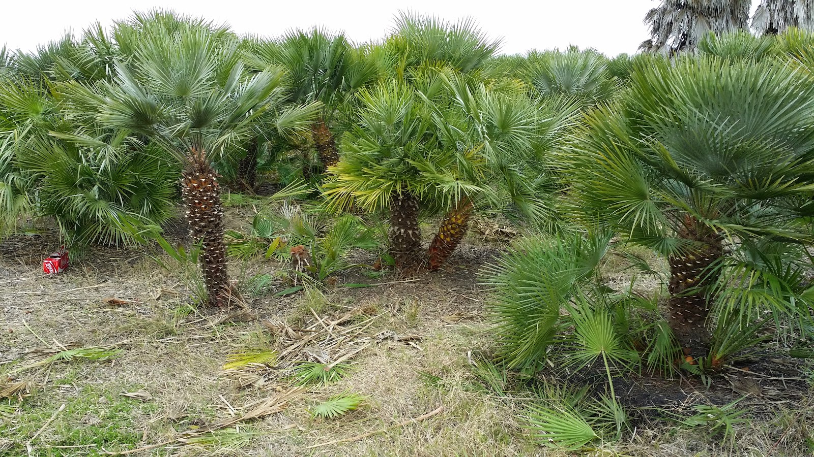 Cold Hardy Palm Trees in Houston January 2015