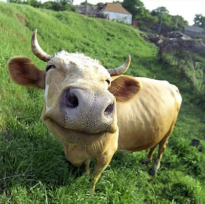 Funny Animals Funny Pictures: Funny Cow Faces Images Best Fun for people