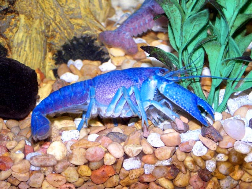 Electric Blue Crayfish Crayfish Club
