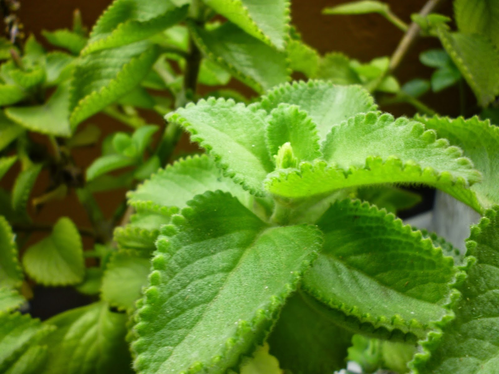 Plantas Medicinales 2016 Oregano