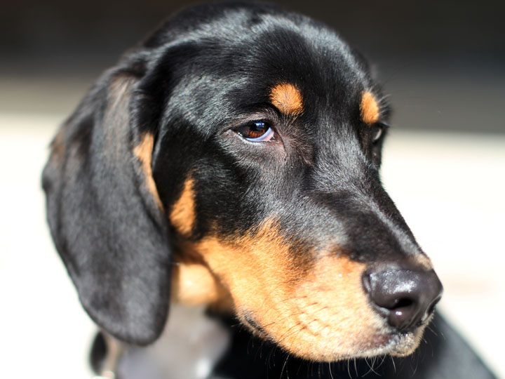 Beagle Coonhound Mix