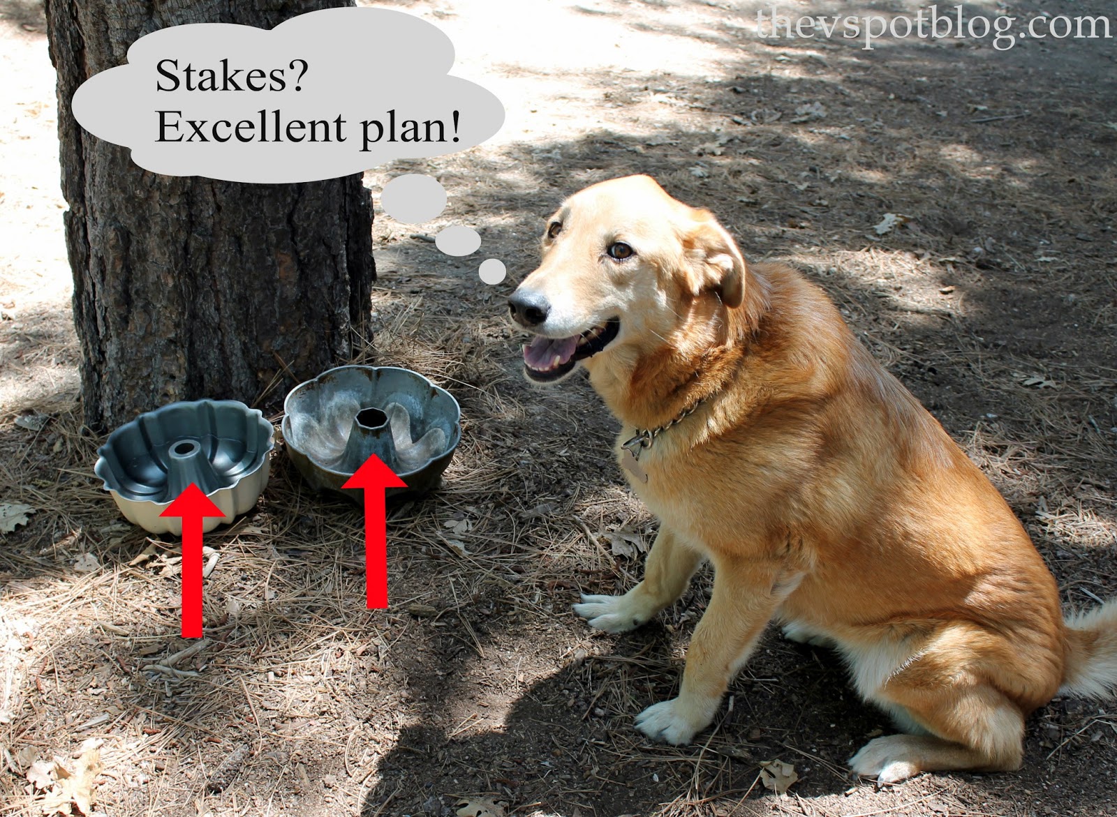 » A handy tip to keep your dog from spilling water and food