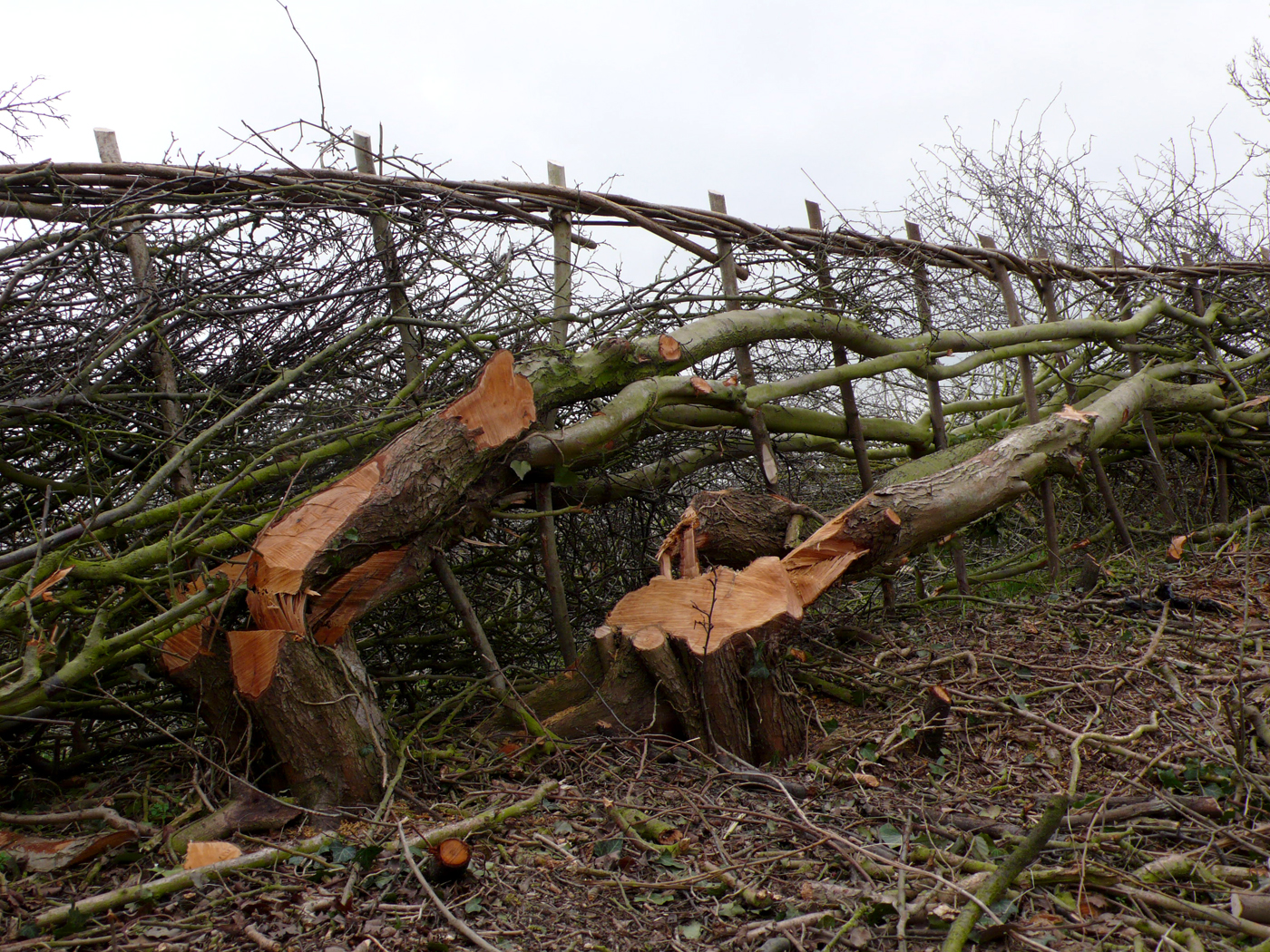 News From Nowhere More LifeEnhancing Hedges