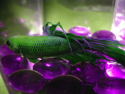 betta splenden betta splenden