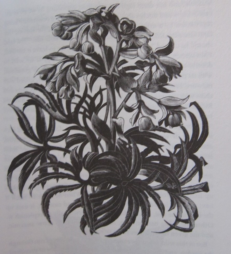 Keeping Focused Bridal Wreath Spirea