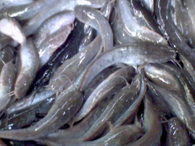 Ikan Lele