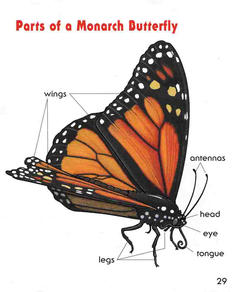 diagram of a butterfly books for lists reading level info by topic diagram of a butterfly books for lists reading level info by topic