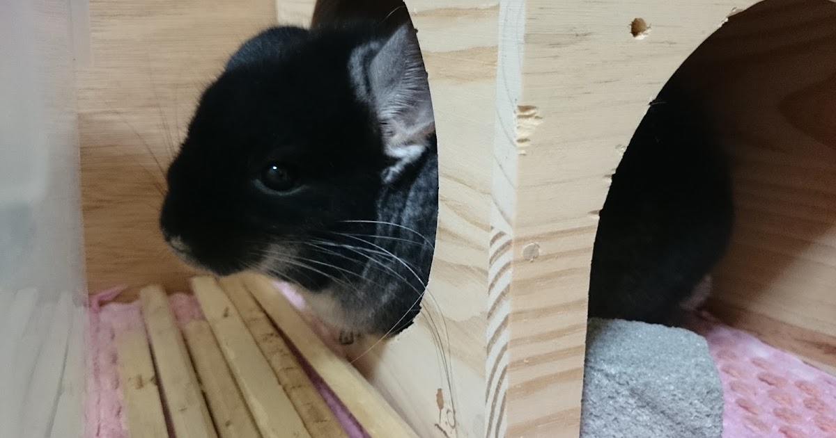 ちらふぁみときーちゃんの日記 みずほ、ホレイショの真似！？