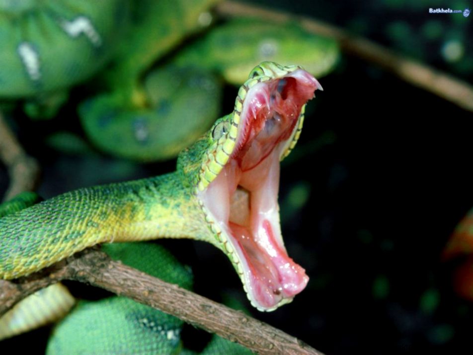 Green Snake Mouth Green Snake Mouth