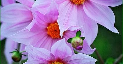 Emperor Dahlia by T.takako - Favorite Photoz