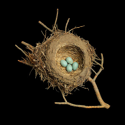 [Image: bird-nests-sharon-beals-02.jpg]