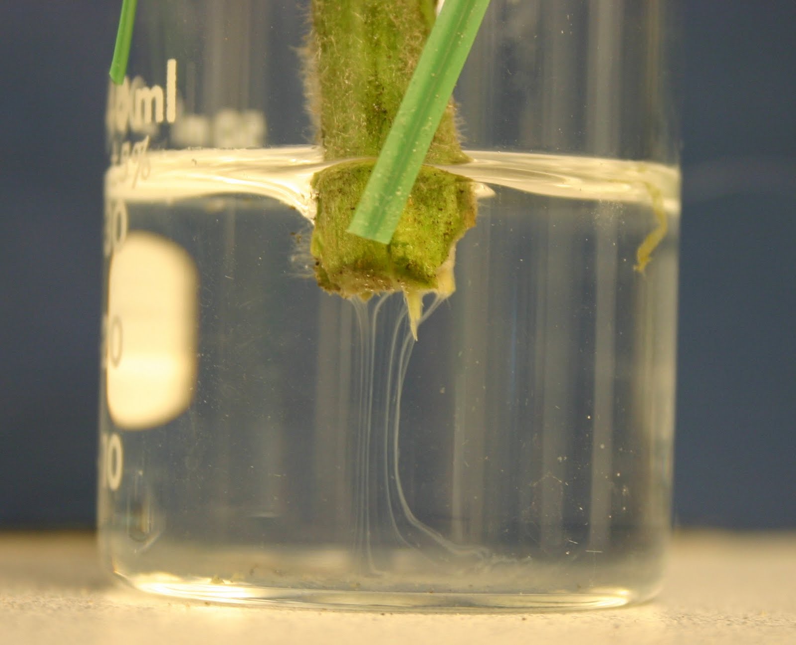 Tips for growing tomatoes? r/gardening