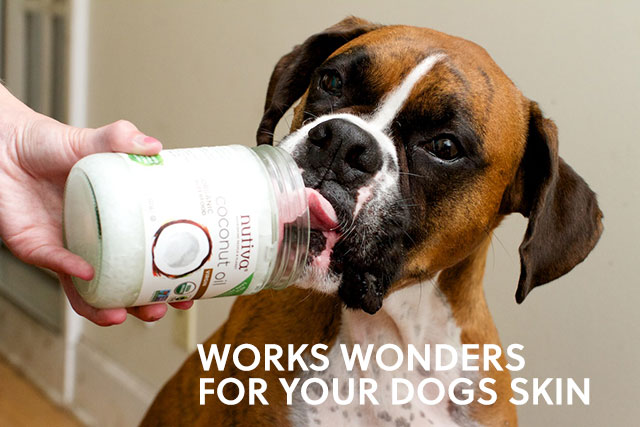 Dog Has Red Ears Inside Allergy Coconut Oil Dog Has Red Ears Inside Allergy Coconut Oil