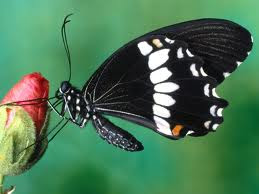 butterfly wallpaper