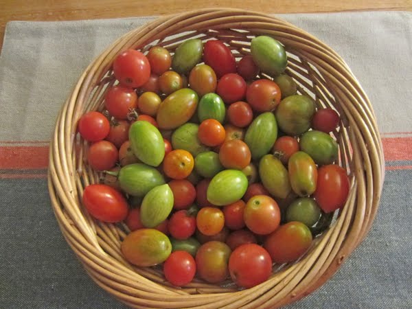Dave's Square Foot Garden