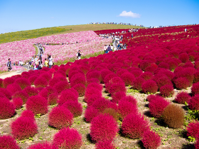 Resultado de imagen para Hitachi Seaside Park, Japón