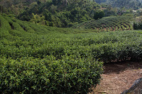 Teegarten bei chinesischem Tempel Teegarten in Doi Wawee