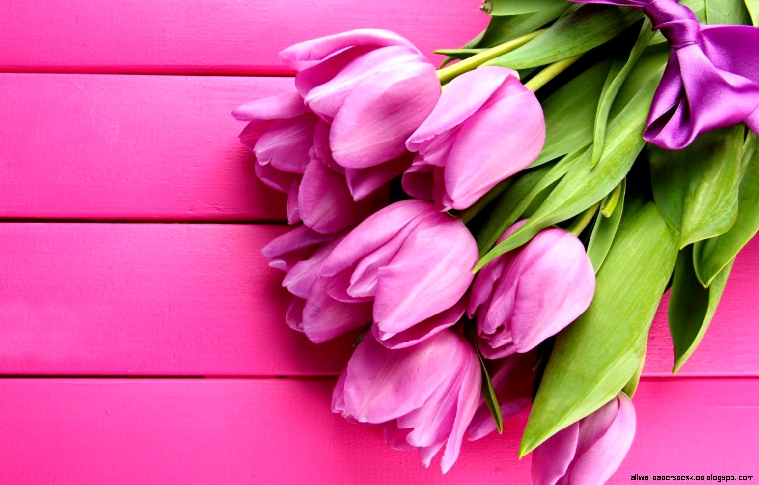 Flowers Tulips Pink Spring Hd Wallpaper