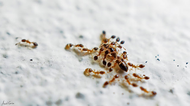 Attack Taken using SEL30M35. Found this ants carrying the bigger ant.