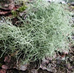 Usnea Barbata Fries