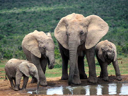Elephant | Animal Wildlife