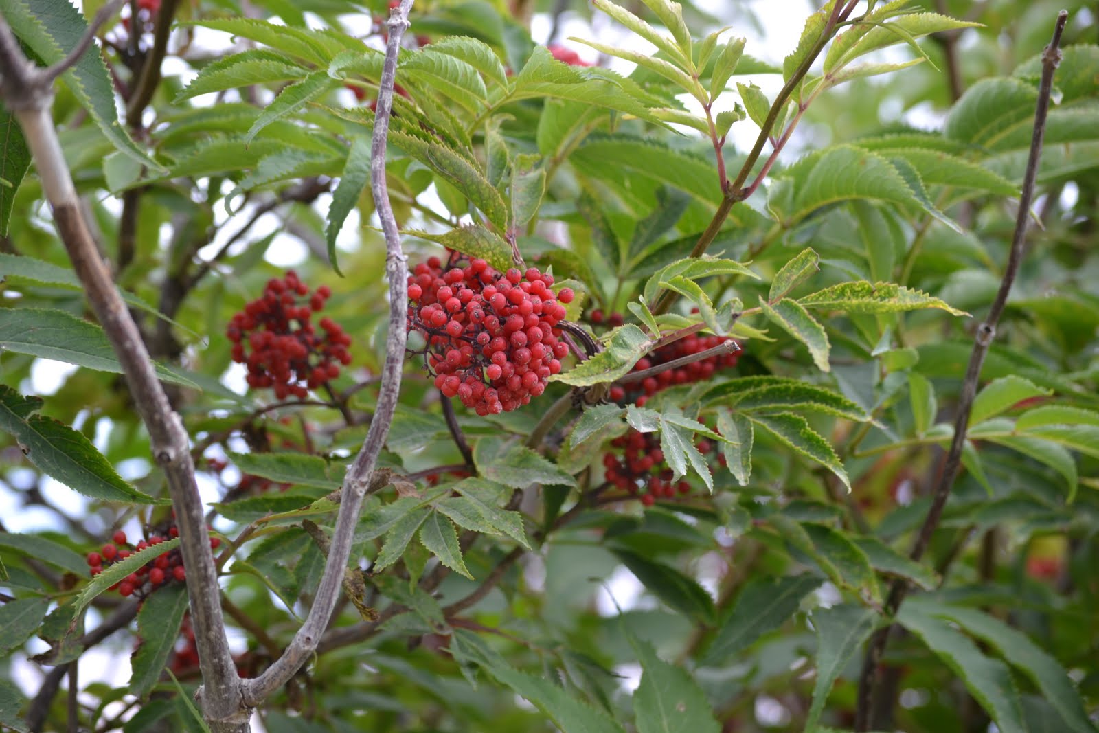 EN EL MONCAYO Saúco Rojo (Sambucus racemosa)