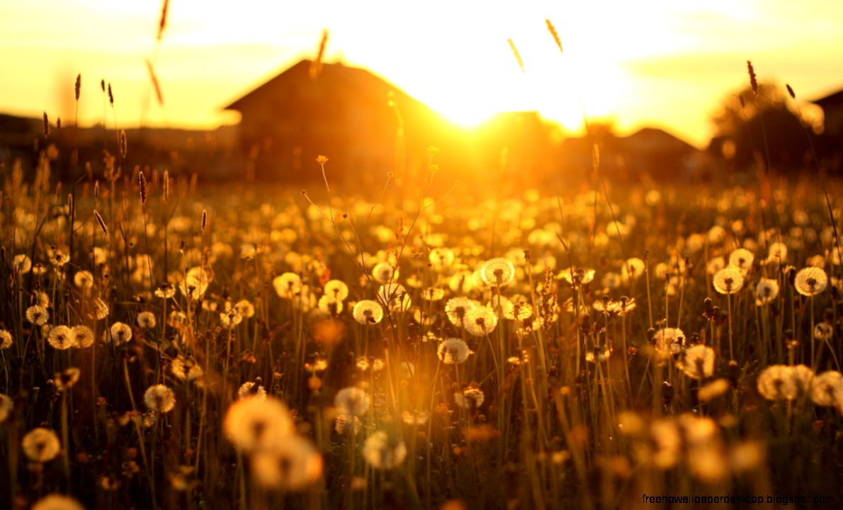 1280x800 Light Sunset Dandelions House Landscape Wallpapers 1280x800 Light Sunset Dandelions House Landscape Wallpapers