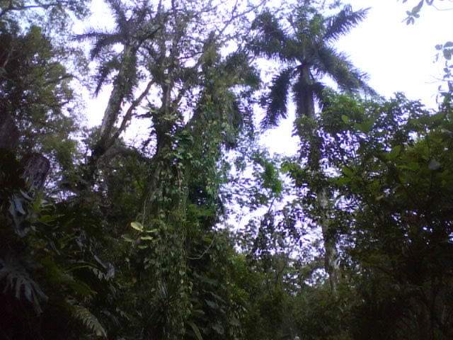Selva Exuberante,Xilitla ,S.L.P.