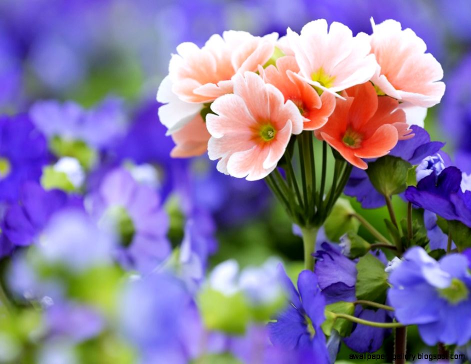Spring Flowers Wallpapers HD Pictures One HD Wallpaper Pictures Spring Flowers Wallpapers HD Pictures One HD Wallpaper Pictures