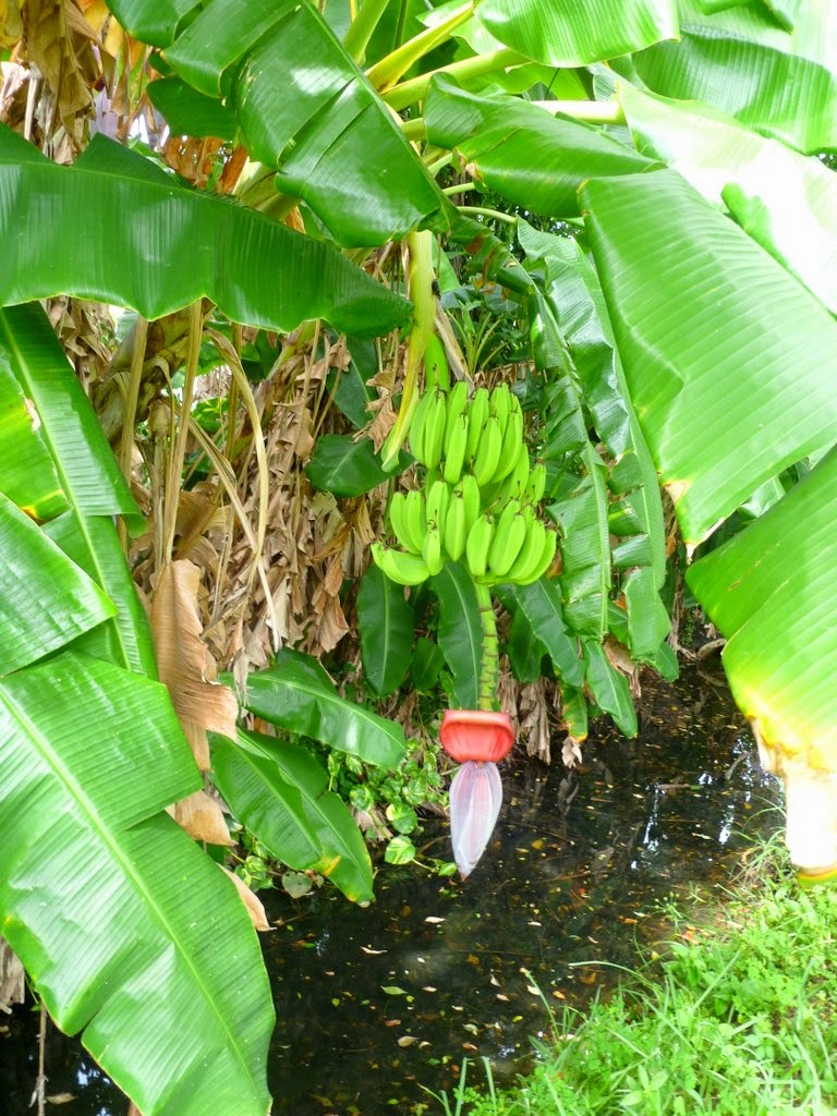 Fooding Around With The Kilted Cook Pineapples & Bananas
