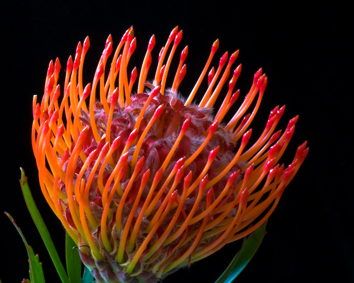 flowers for flower lovers. Pincushion protea flowers pictures.