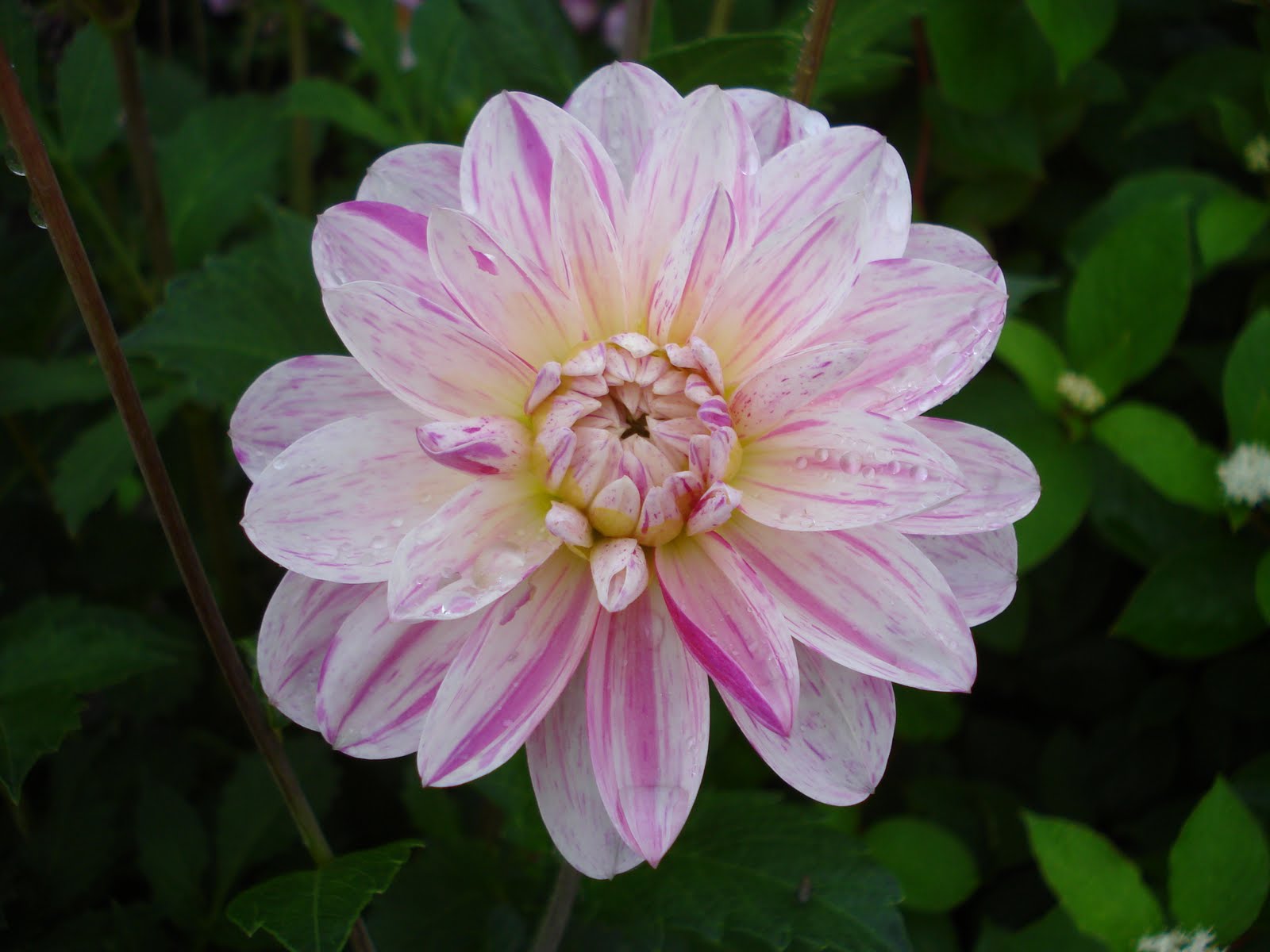 blommor bilder och namn blommor bilder och namn