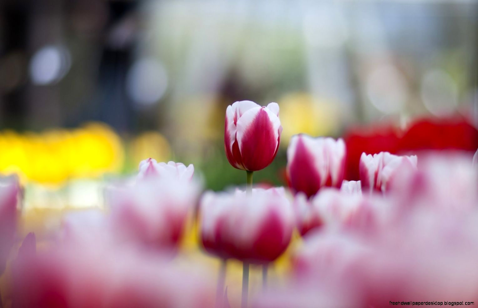 Tulips Spring Pink and White HD Wallpaper FreeWallsUp Tulips Spring Pink and White HD Wallpaper FreeWallsUp