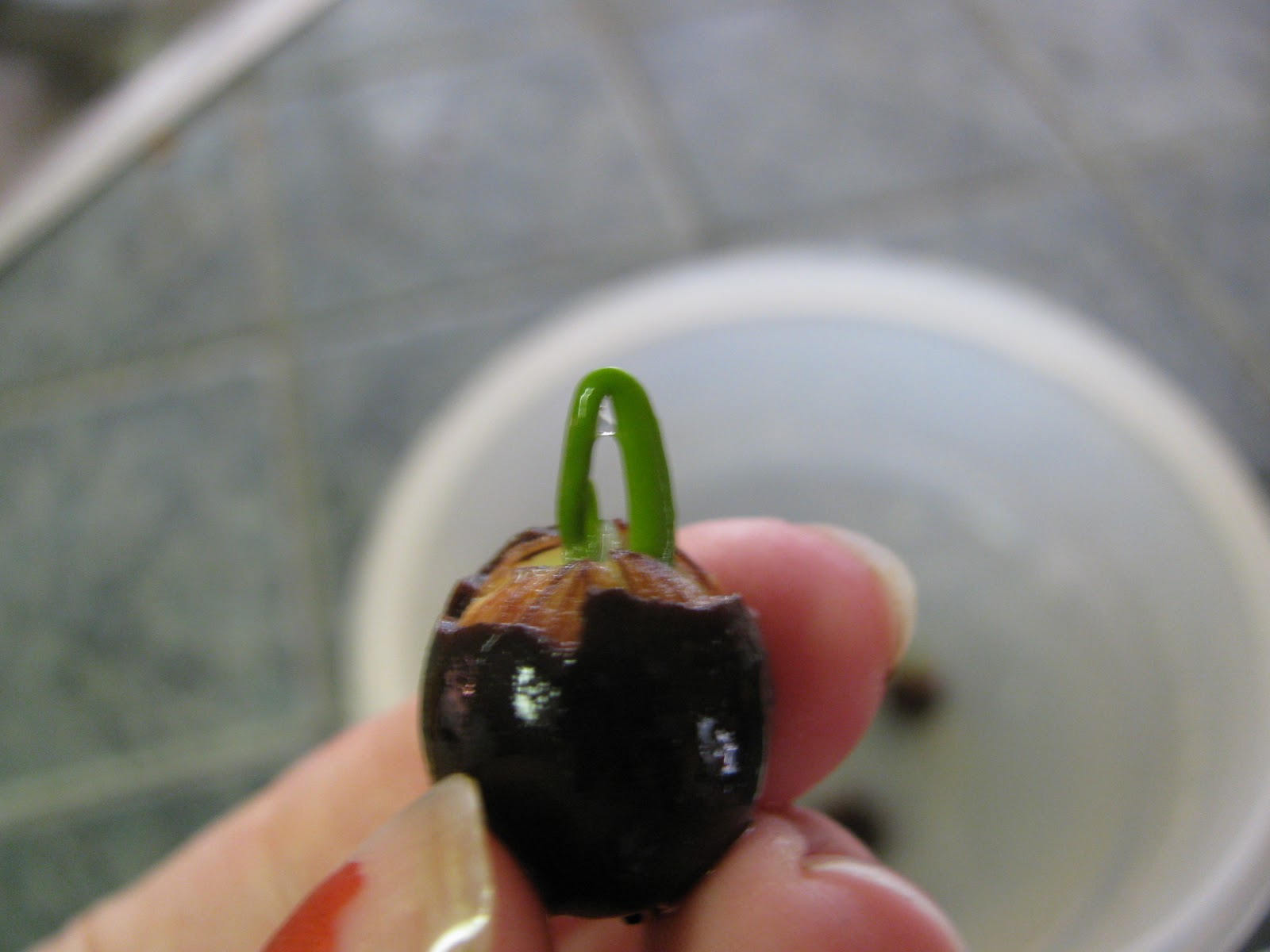 In the Garden How to grow Lotus from seed....step by step!