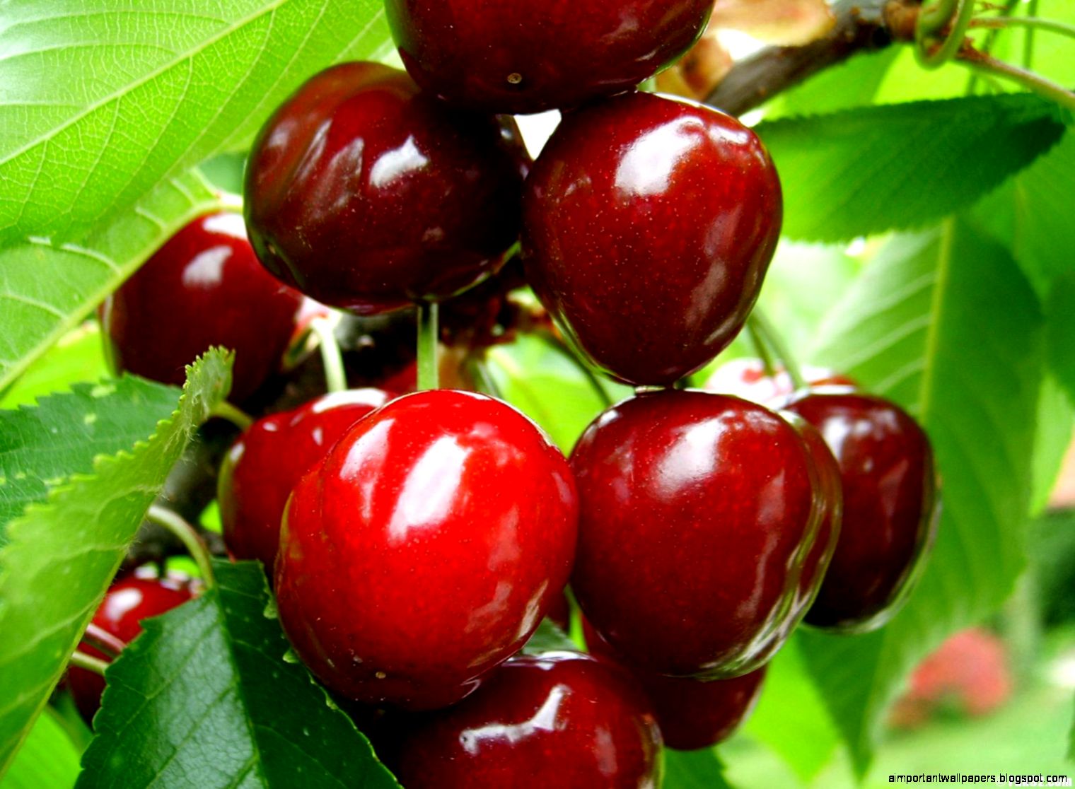 Cherry Fruit Cherry Fruit