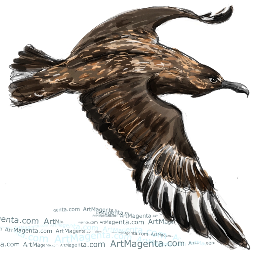 Great Skua sketch painting. Bird art drawing by illustrator Artmagenta