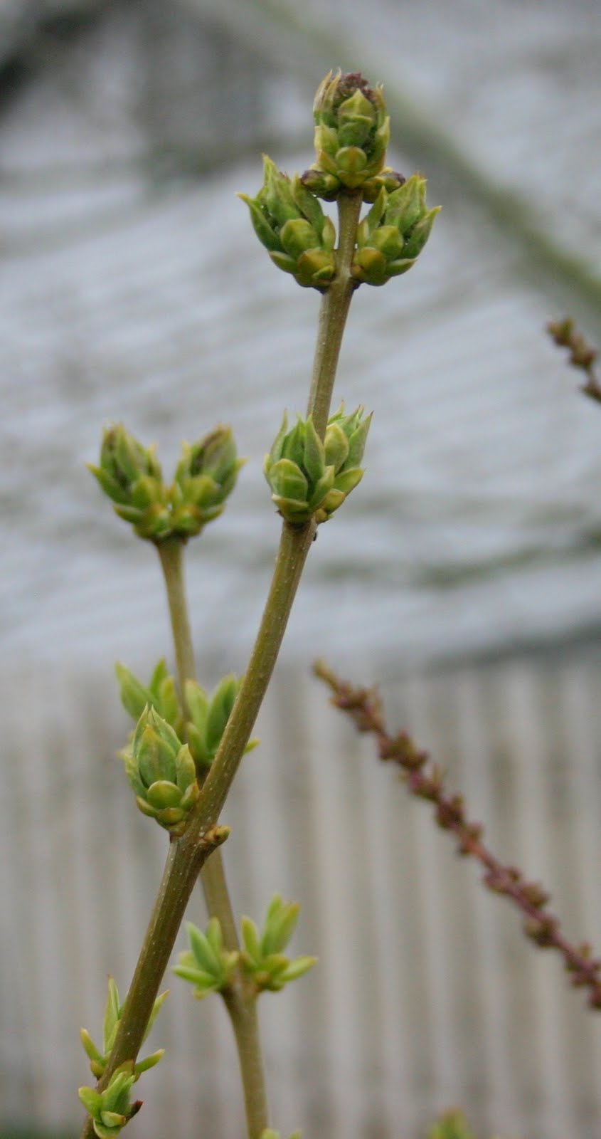 Drought Tolerant Yellow Bells For Warm Season Color