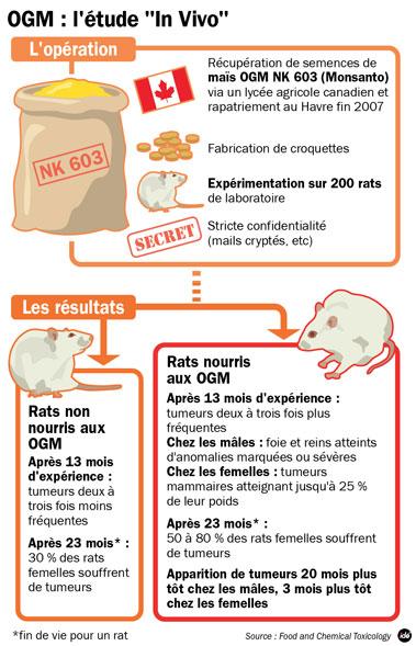 paul - "Un poison" : l'enquête secrète qui accuse les OGM et Monsanto Rat+ogm+etude