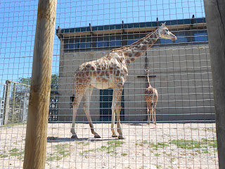 marwell zoo giraffe house