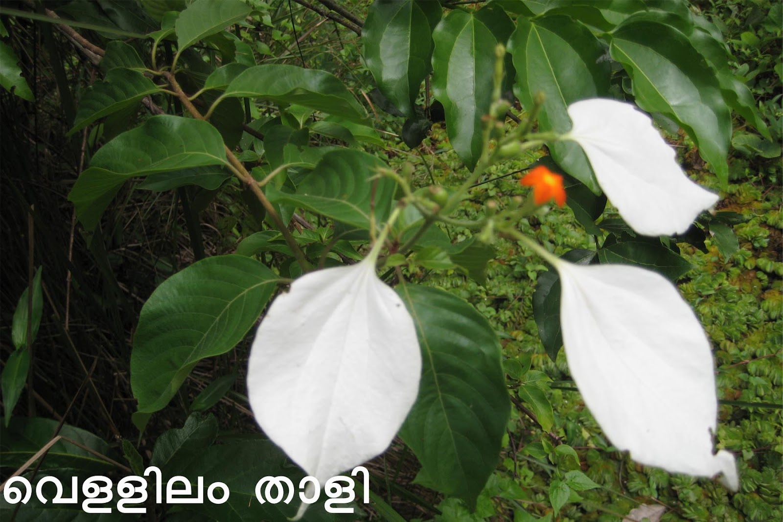 Ayurvedic Medicinal Plants in Kerala