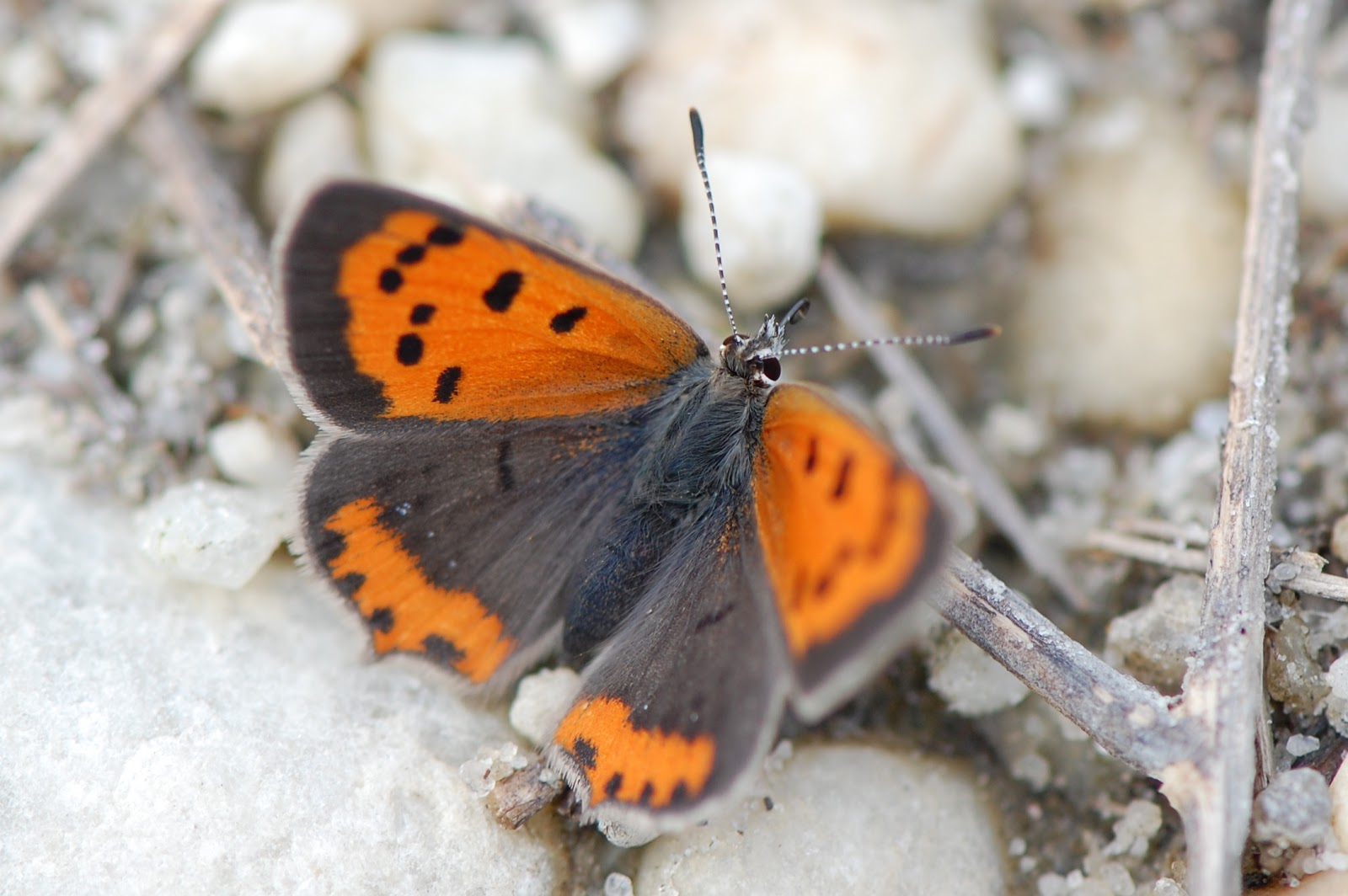 Urban Wildlife Guide The Common Copper Butterfly