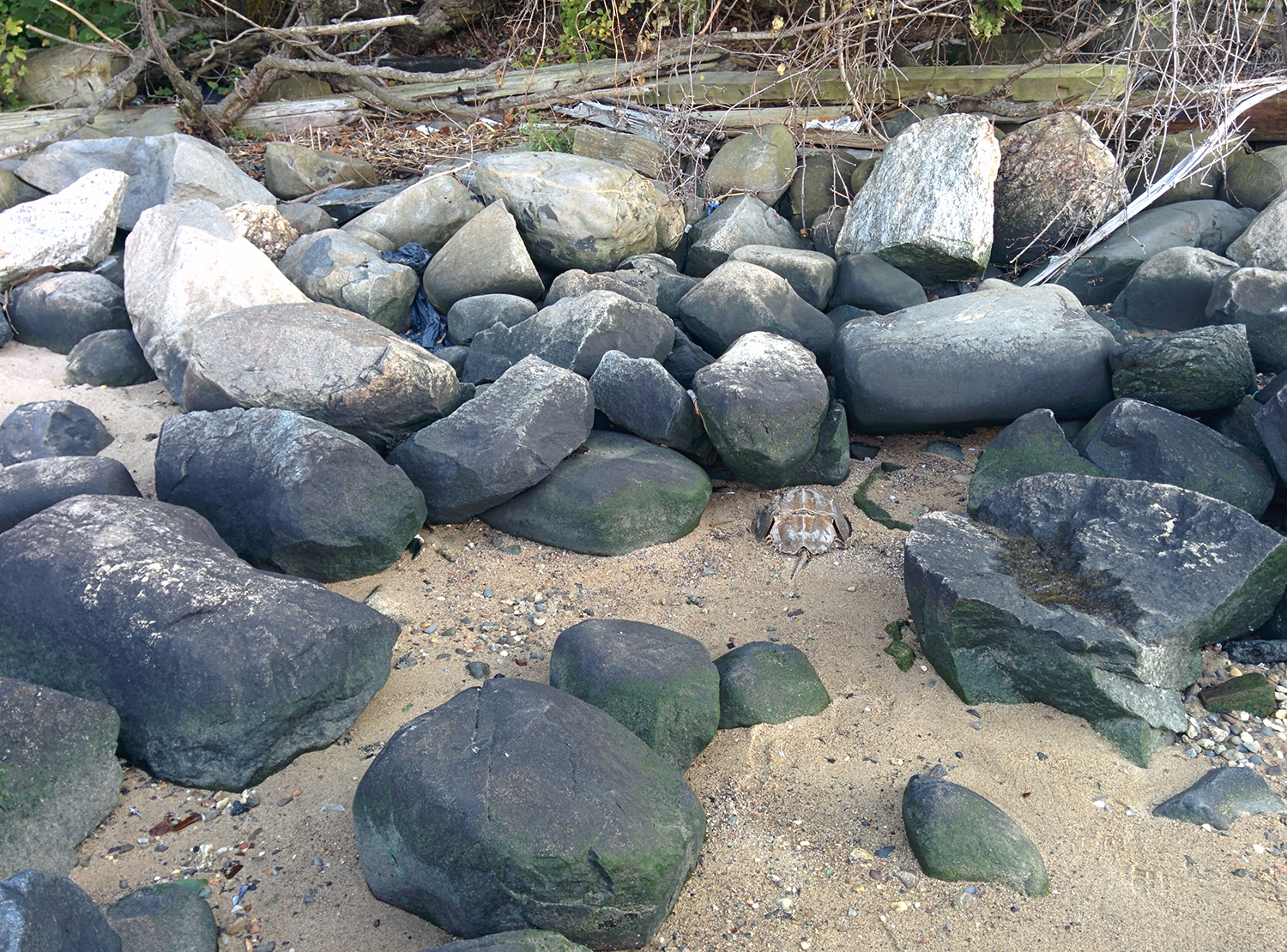 COULD IT BE THOUSANDS OF YEARS OLD??? (probably not) something