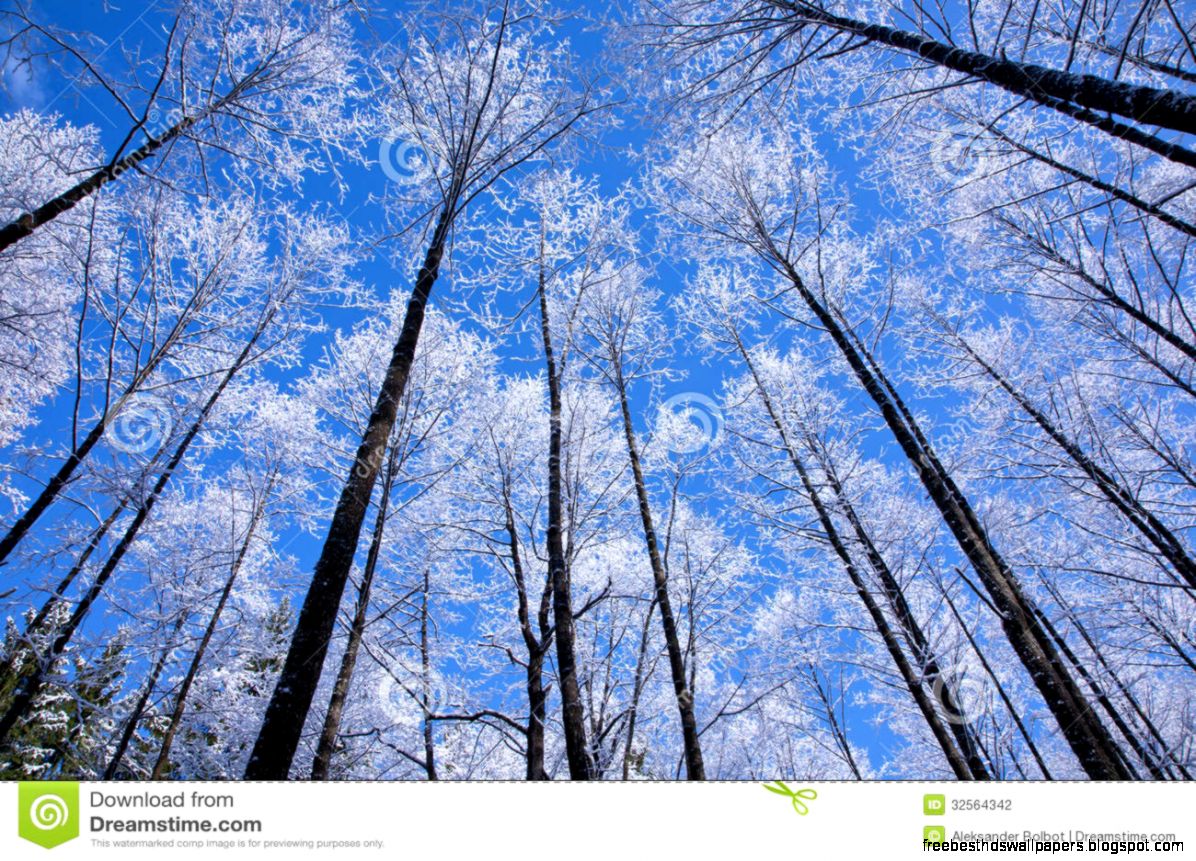 Alder Tree Canopy Snow Wrapped Against Blue Sky Stock Photography Alder Tree Canopy Snow Wrapped Against Blue Sky Stock Photography