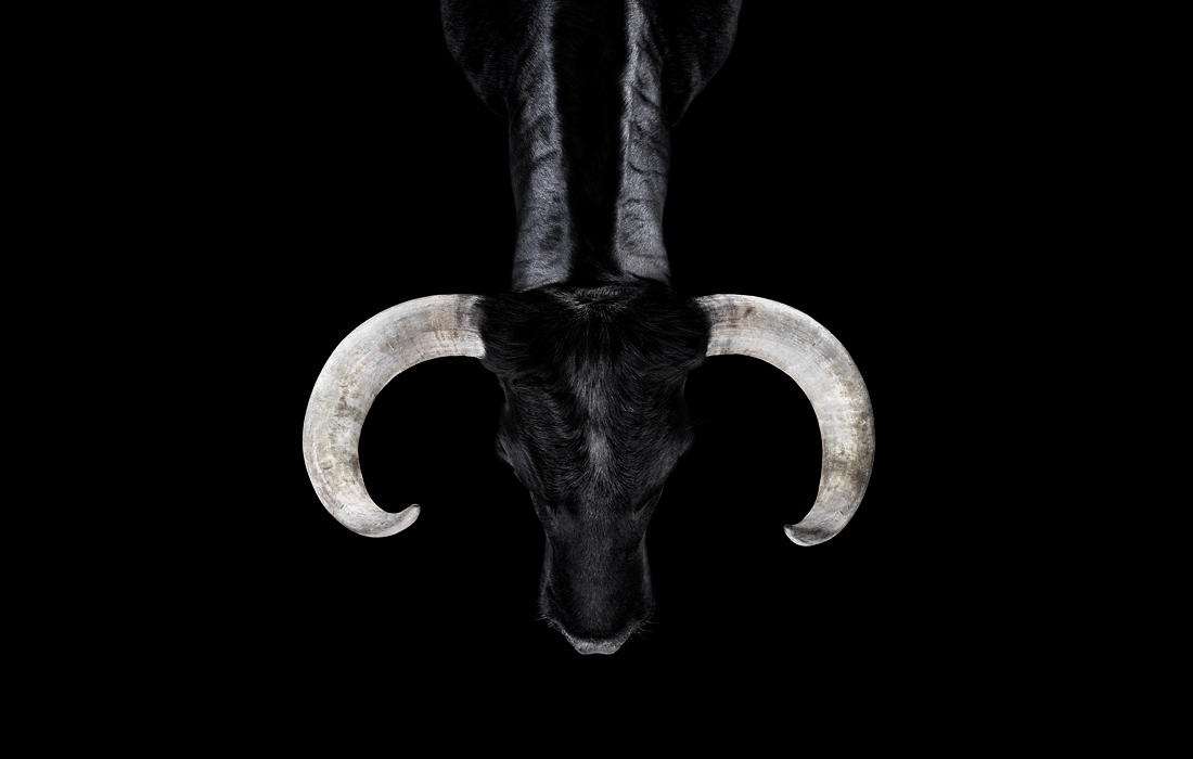 Affinity A behindthescenes look at the creation of Brad Wilson fine