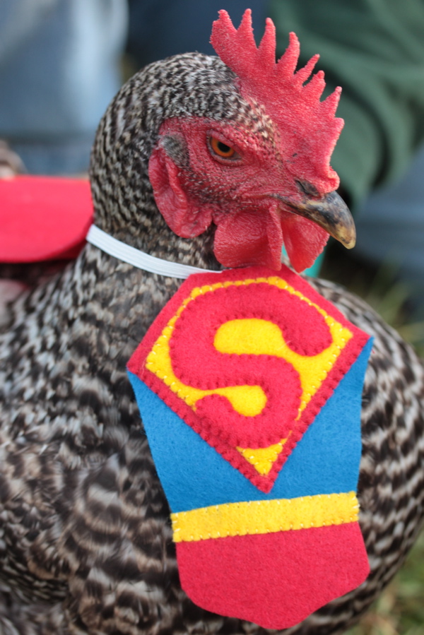 BaGawks Chickens in tiny costumes Halloween Fun