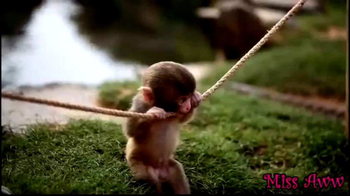 Baby Monkey Playing With Rope CUTE VIDEO YouTube Baby Monkey Playing With Rope CUTE VIDEO YouTube
