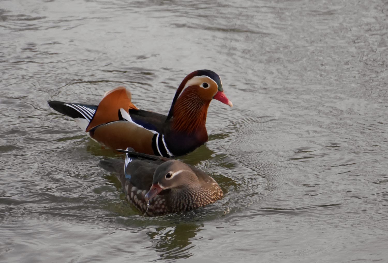 Thames Nature Notes A Fine Pair of Mandarin Ducks
