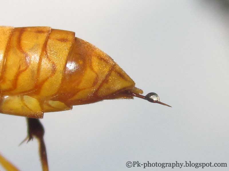 Gallery For > Paper Wasp Sting